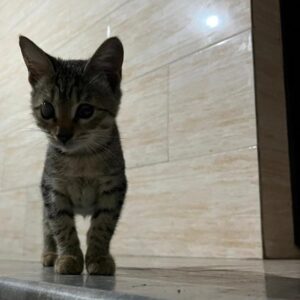 بچه گربه نابینا ۳ماه