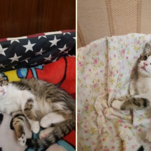 بچه گربه بسیار زیبا دوماهه