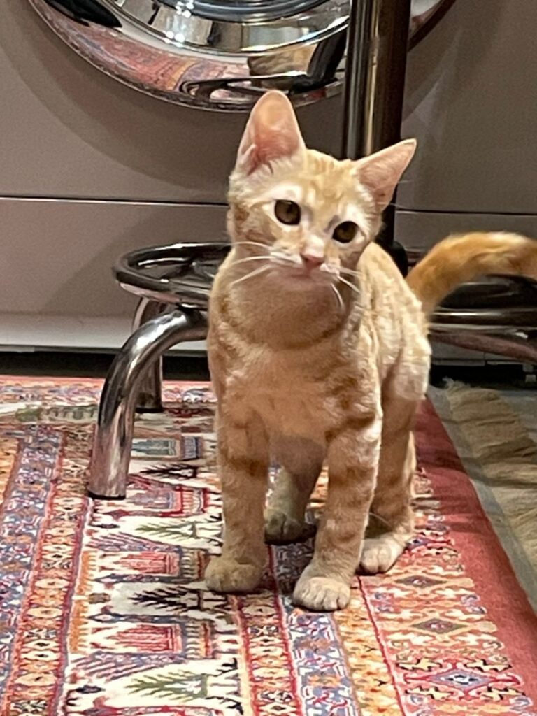 واگذاری گربه