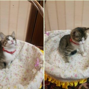 گربه زیبا نر دو ماهه