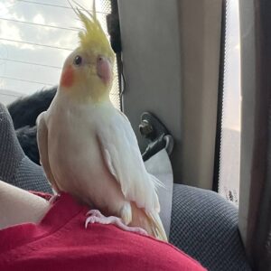 عروس هلندی نر گمشده