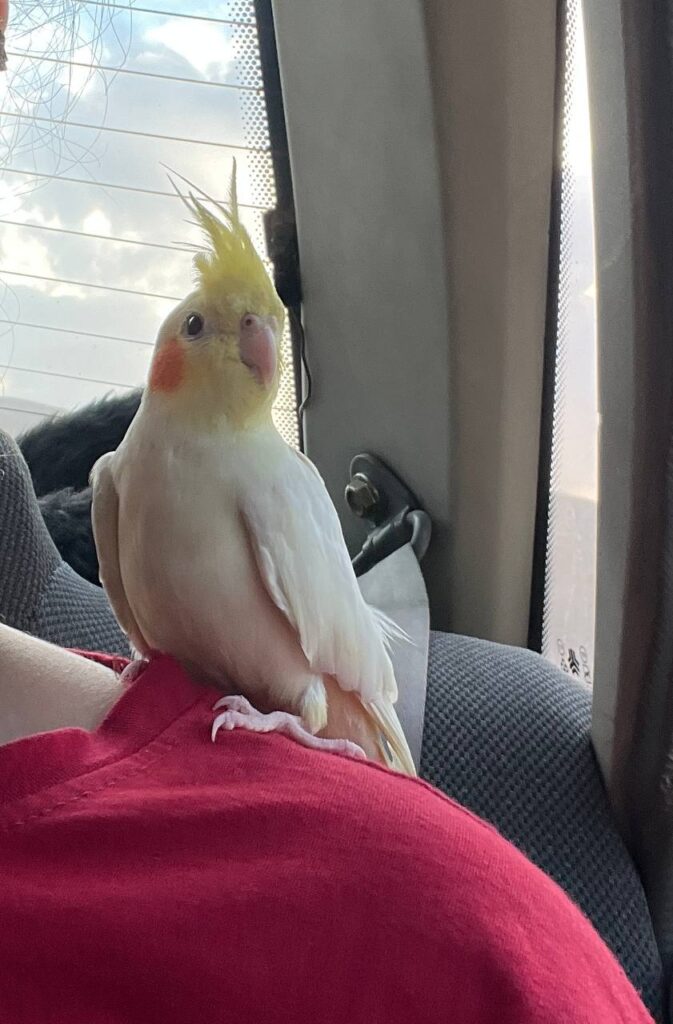 عروس هلندی نر گمشده