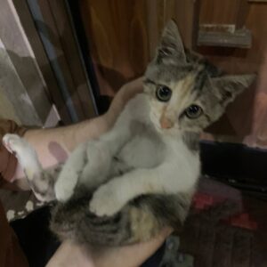 گربه dsh بابل واگذاری رایگان