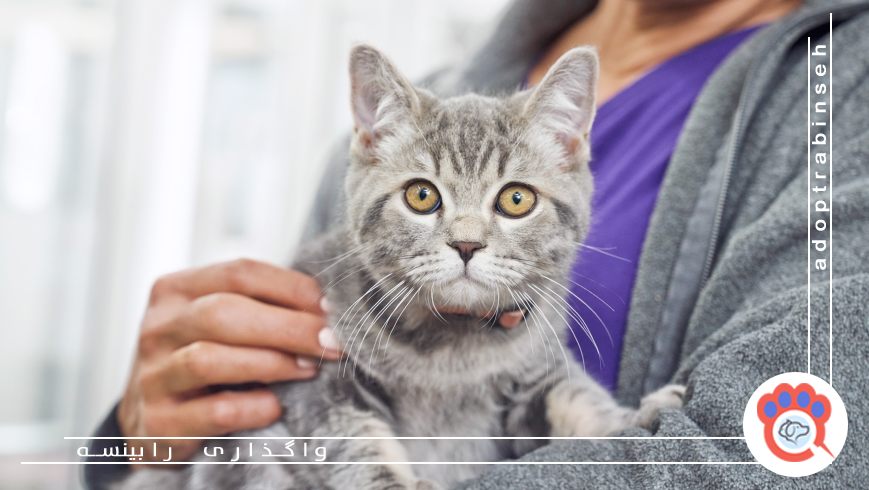 گربه و صاحبش