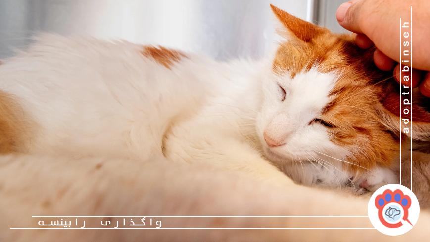 خطرات پلتفرم‌های غیرمعتبر واگذاری حیوانات