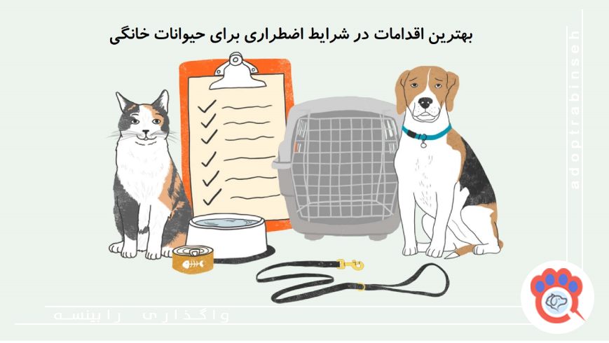 شرایط اضطراری برای حیوانات خانگی