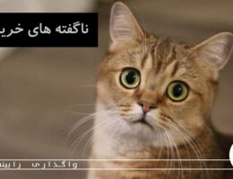 ناگفته های خرید گربه