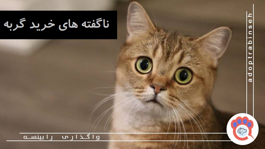 ناگفته های خرید گربه