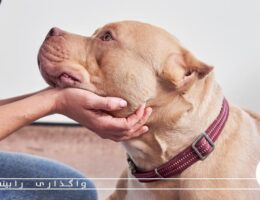 واگذاری حیوانات خانگی