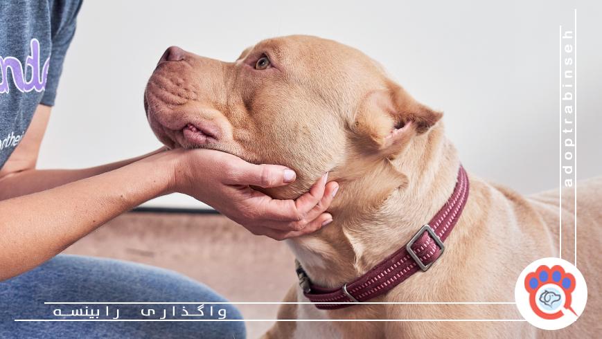 واگذاری حیوانات خانگی