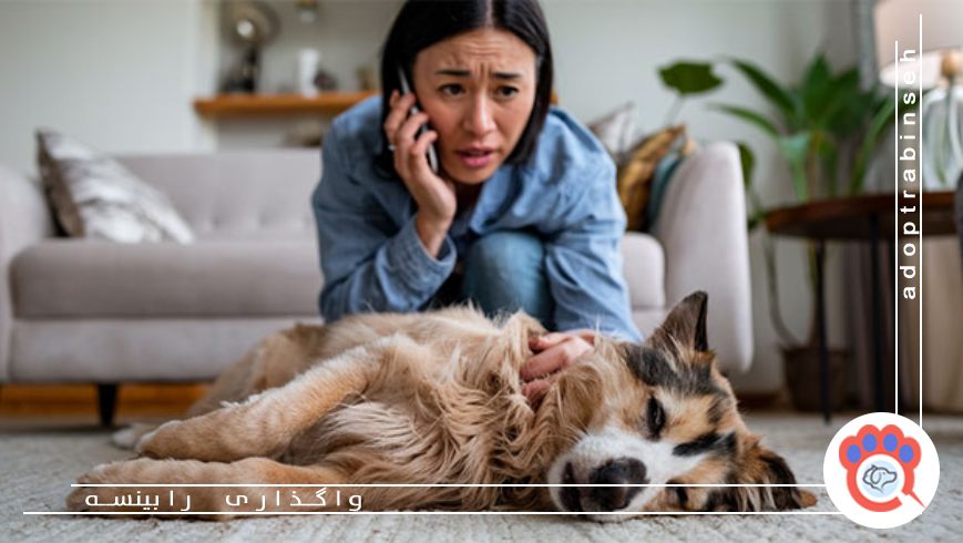 اقدامات اولیه قبل از رسیدن به دامپزشک