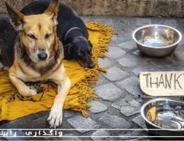 غذارسانی به حیوانات بی سرپرست