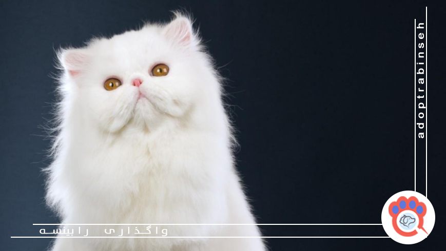 چیزهای عجیب گربه ها