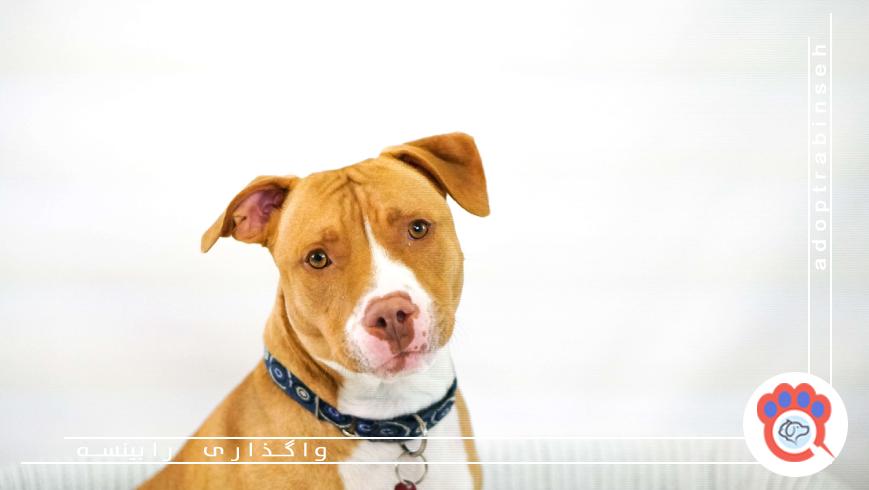 نقش آگاهی عمومی در انتخاب پلتفرم امن