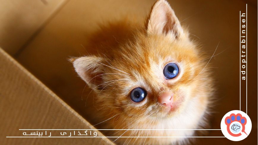 ناگفته های خرید گربه