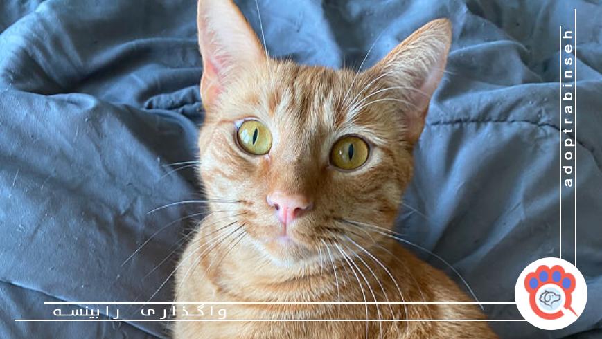 مسئولیت‌پذیری در واگذاری حیوانات