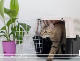 با مراحل قانونی واگذاری حیوانات خانگی آشنا شوید