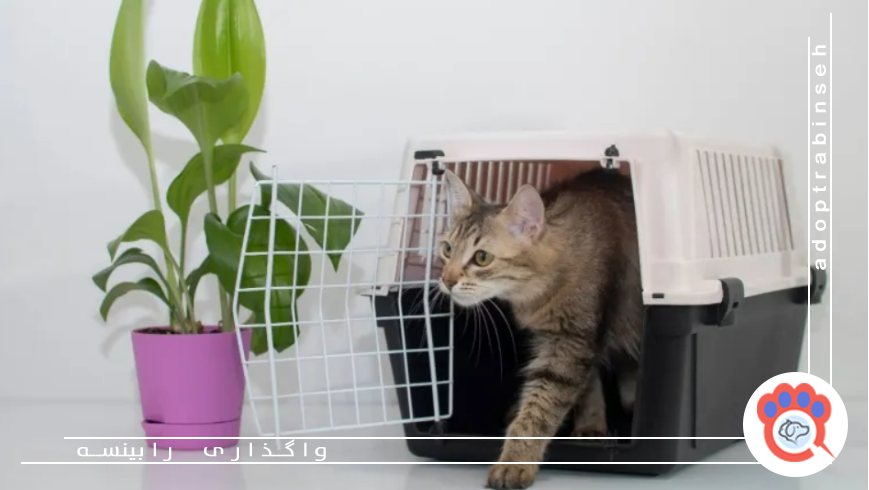 با مراحل قانونی واگذاری حیوانات خانگی آشنا شوید