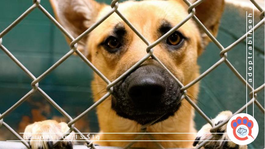 مسئولیت‌پذیری در واگذاری حیوانات