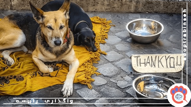 غذارسانی به حیوانات بی سرپرست