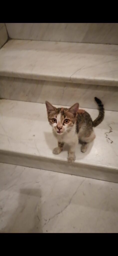 بچه گربهdsh  3ماهه بی نهایت بغلی