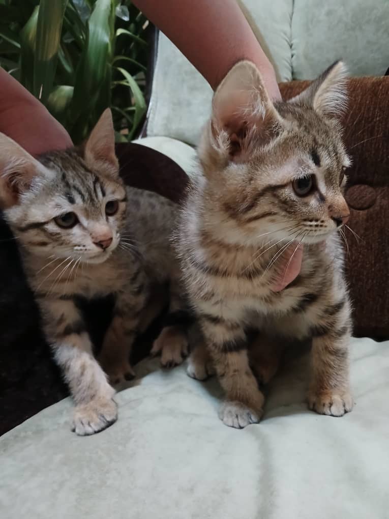 واگذاری رایگان