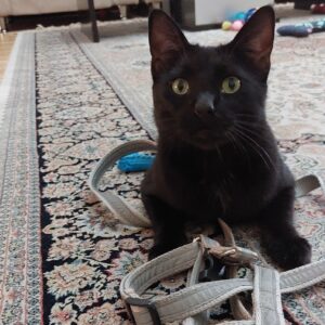 گربه dsh
