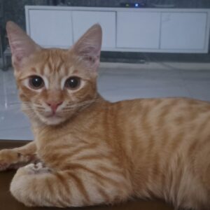 طلا پسر ۴ماهه تو تونه بدنیا اومده بعلی و مهربون
