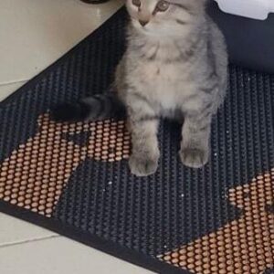 واگذاری گربه ماده تبی دو‌ماهه دوس داشتنی