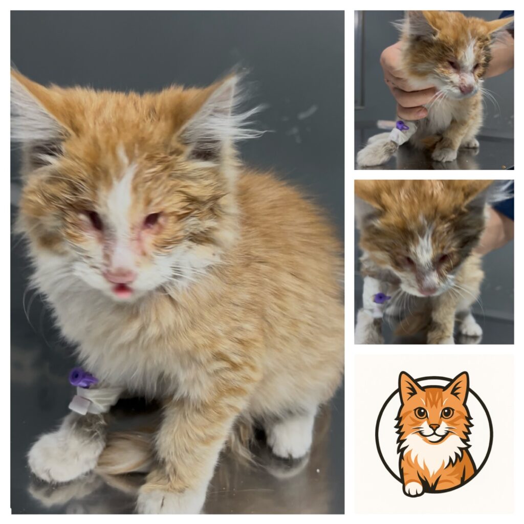 نور، نابينا یه بچه‌گربه‌ی کوچولوی نژاد DLH (مو بلند) ـ