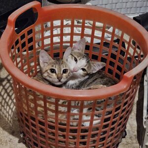 دو تا گربه‌ی دوقلوی ماده