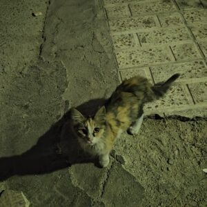 گربه DSH نارنجی مشکی سفید
