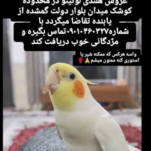 (گمشده)عروس هلندی لوتینو