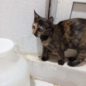 گربه رایگان