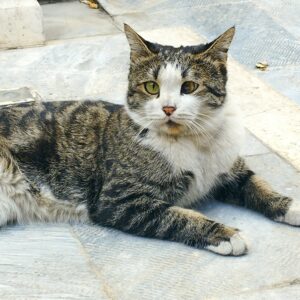 واگذاری گربه مهربون و دستی