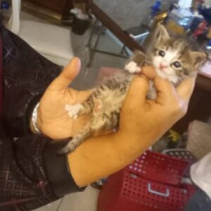 واگذاری ۲ بچه گربه شیرخوار