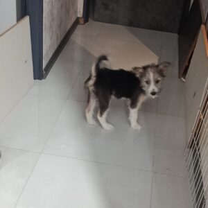 واگذاری رایگان شیتزو