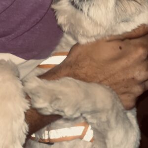 سگ شیتزو تریر گمشده