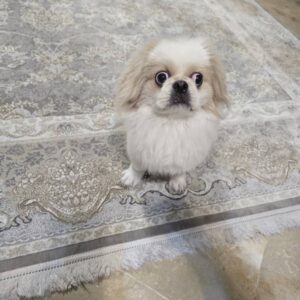 واگذاری سگ آپارتمانی