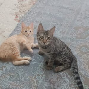 خواهر و برادر سه ماهه