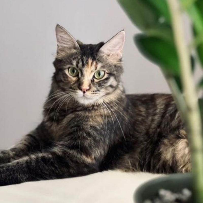 واگذاری رایگان گربه ی یکساله