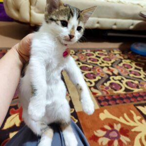 واگذاری گربه 45 روزه