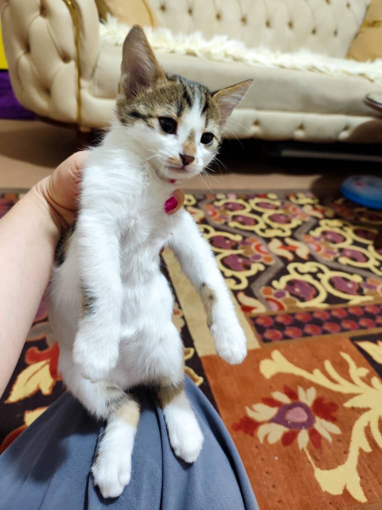 واگذاری گربه 45 روزه