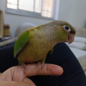 گرینچک به اسم نفس