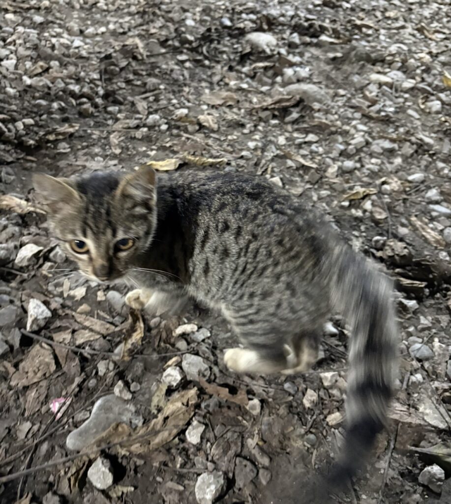 کمک فوری بچه گربه شکمش داره میترکه