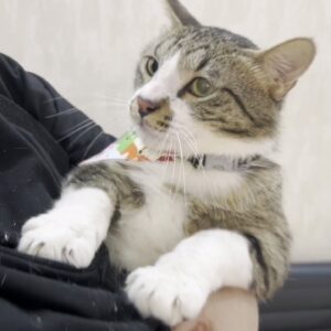 گربه نر اجتماعی و آروم