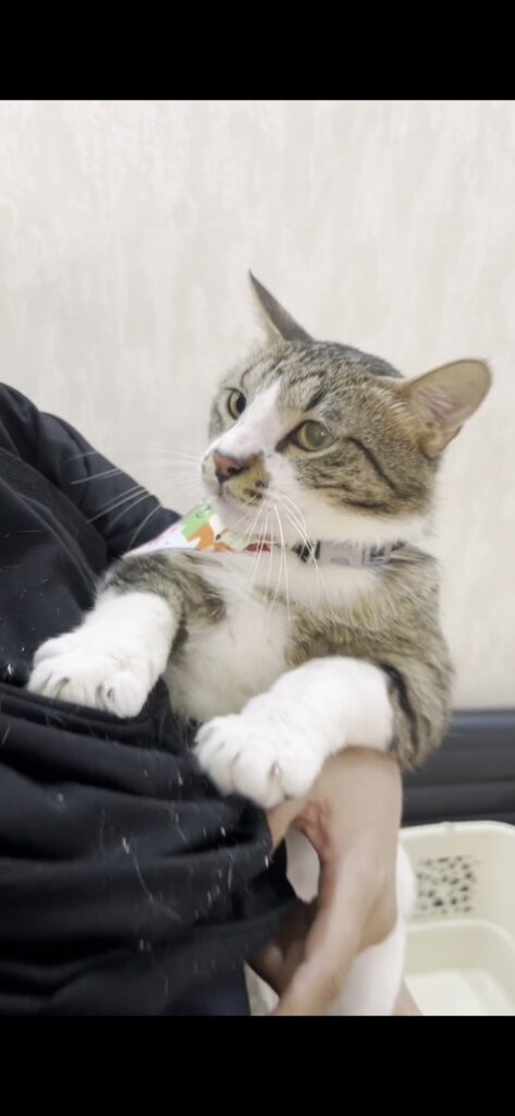 گربه نر اجتماعی و آروم