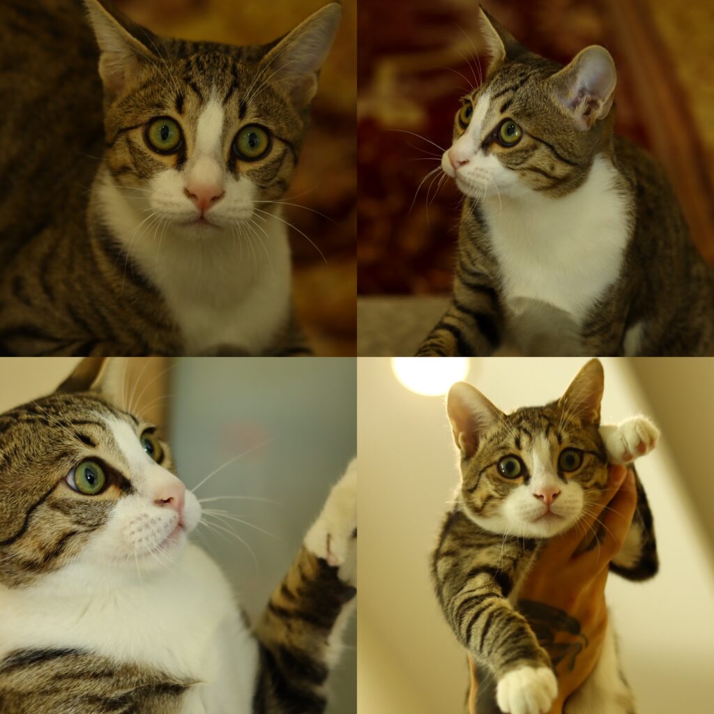 آقای طوسی