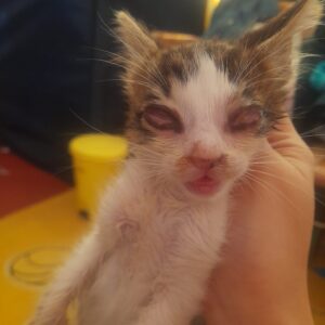 دوتا بچه گربه