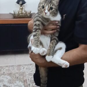 گربه Dshگم شده